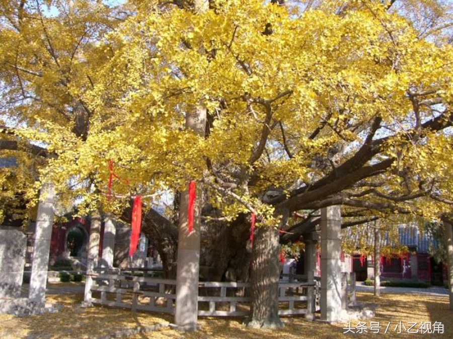 日照市适合老年人的旅游景点,日照市旅游景点网上预约