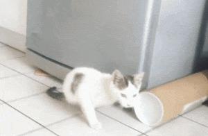 为什么这只猫尾巴很长腿却很短呢,天生三条腿小猫