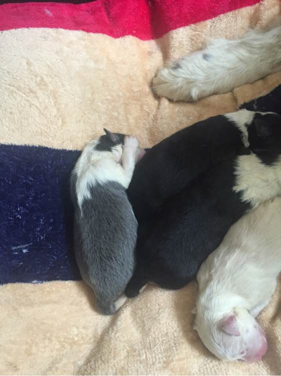 边牧狗狗怀孕多少天显肚子,边牧怀孕多久才可以照b超