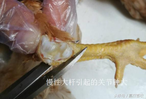 老兽医有绝招,老兽医杀菌特效药