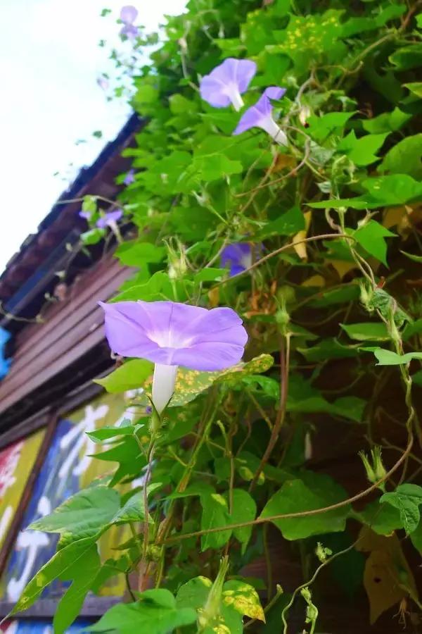 晨曦微光音乐,晨曦微光护理能淡斑吗