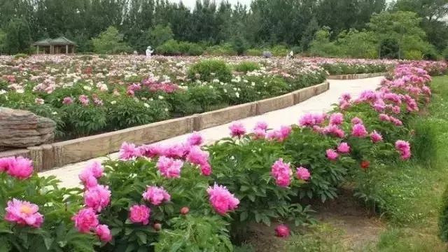 国家花木博览园旅游攻略,花木博览园一日游