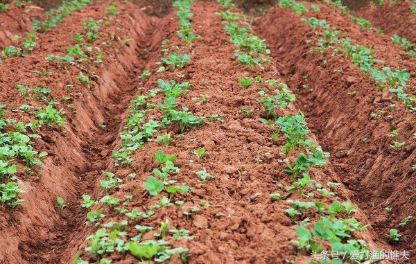 农民总结的种地顺口溜,老祖宗总结的种地顺口溜