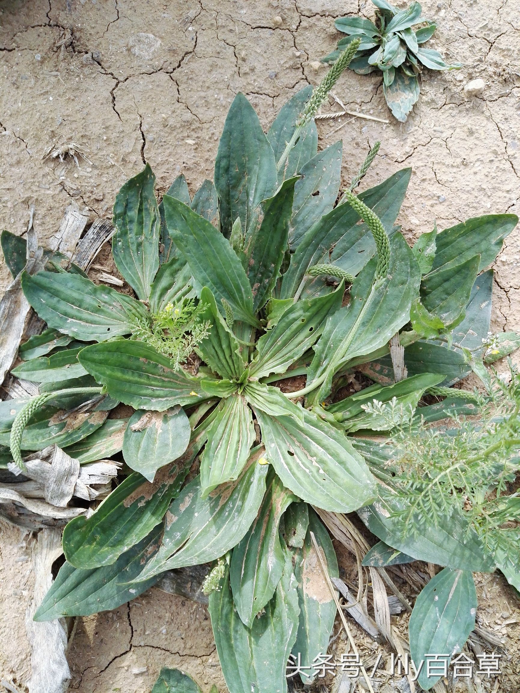 车前草木瓜干薏米治疗痛风,玉米须和车前草能治痛风吗