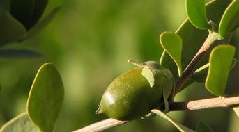 自制好用的手工玩具,自制好用的面膜