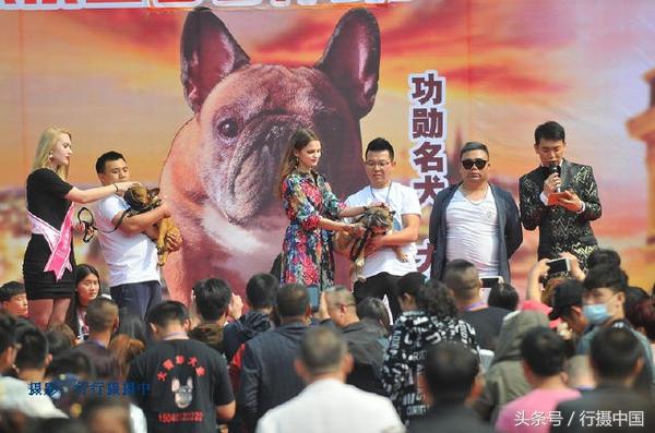 西敏寺犬展法国斗牛,法国国际肉牛博览会