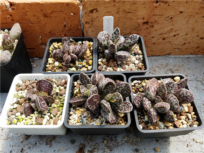 多肉植物吐槽,对多肉植物的调侃朋友圈