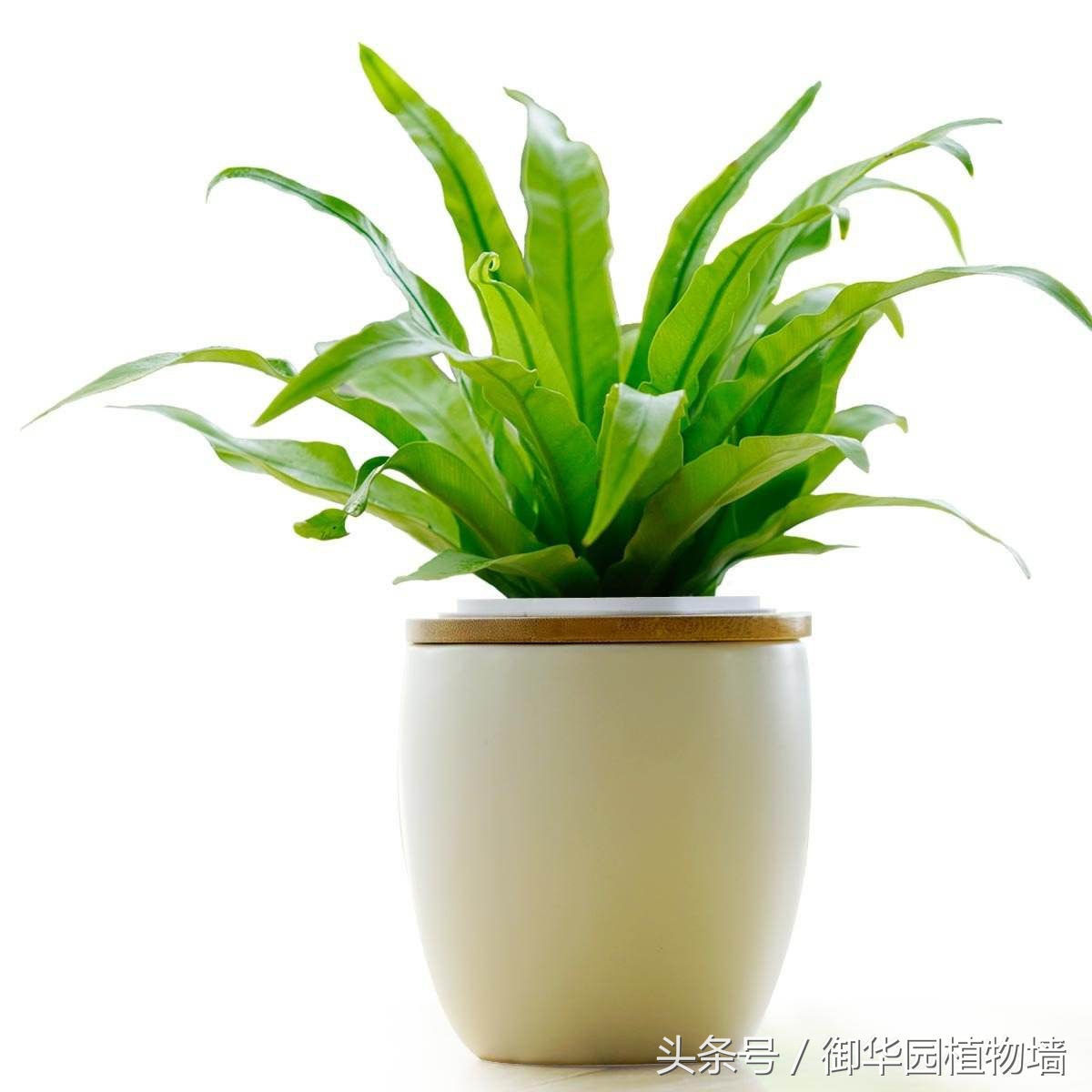 植物墙怎么选择,植物墙选什么树好