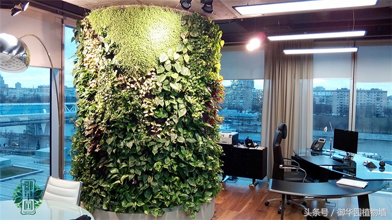 植物墙怎么选择,植物墙选什么树好