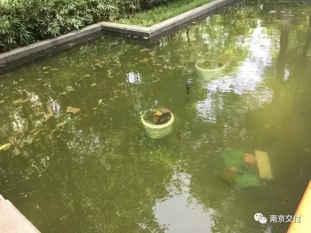 房龄差“三岁“，为了莫愁湖”新项目“却比老项目显老？