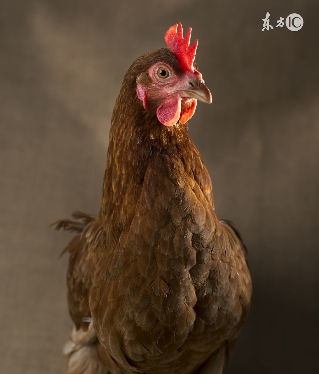 温度低于多少，肉料比会高？这个养鸡人知道吗？