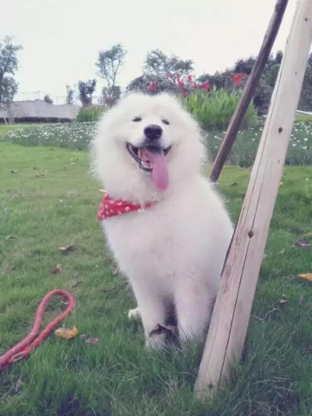 萨摩的十大禁忌,怎么和萨摩搞好关系