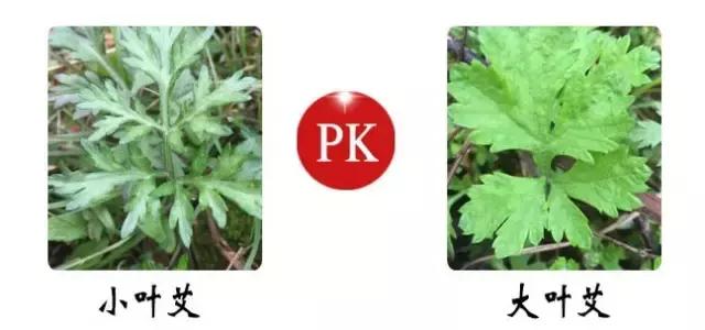 紫茎小叶灵艾,紫茎小叶灵艾图片