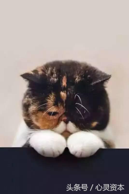 睡不好觉按哪个穴位图,睡不好按压的穴位