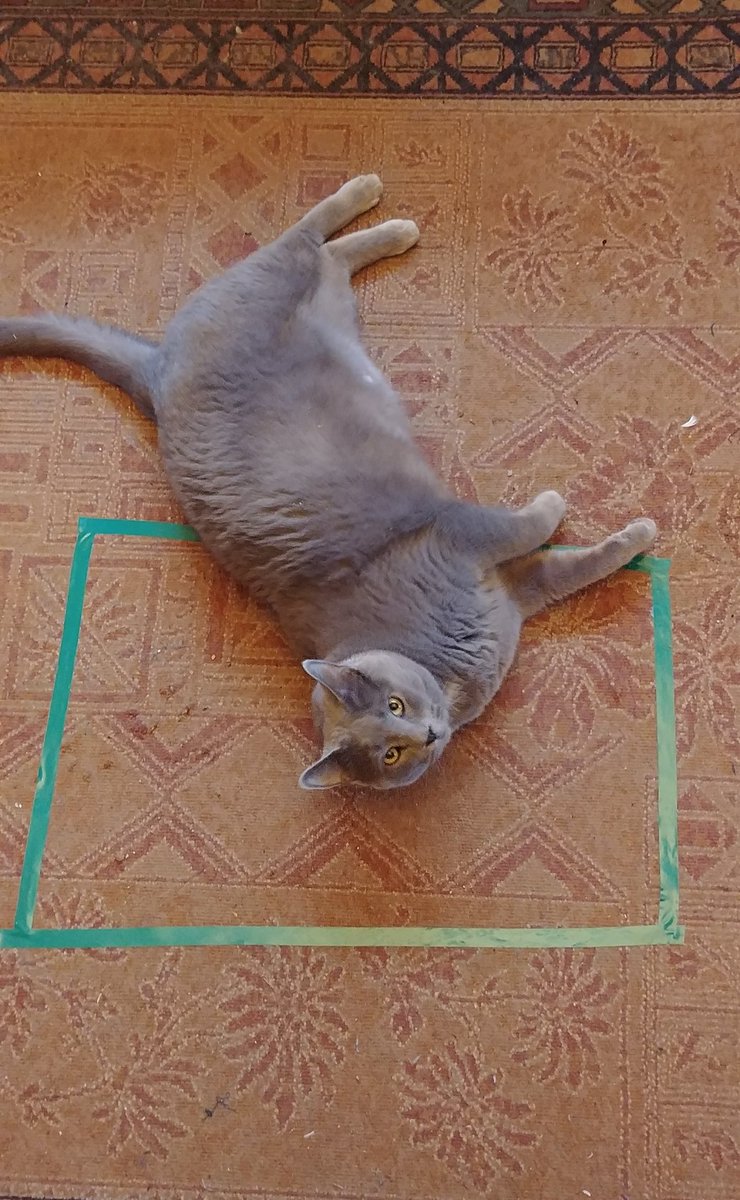 猫咪逗猫正确方式,猫咪逗猫的方法