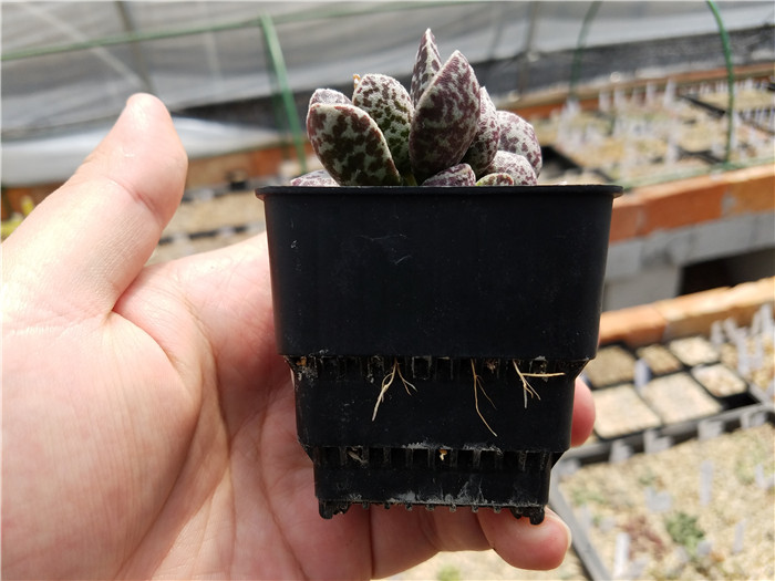 多肉植物吐槽,对多肉植物的调侃朋友圈