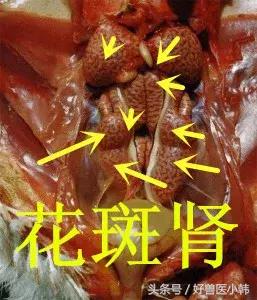 鸡肾脏肿大是什么病,鸡肾脏肿大是什么病引起的