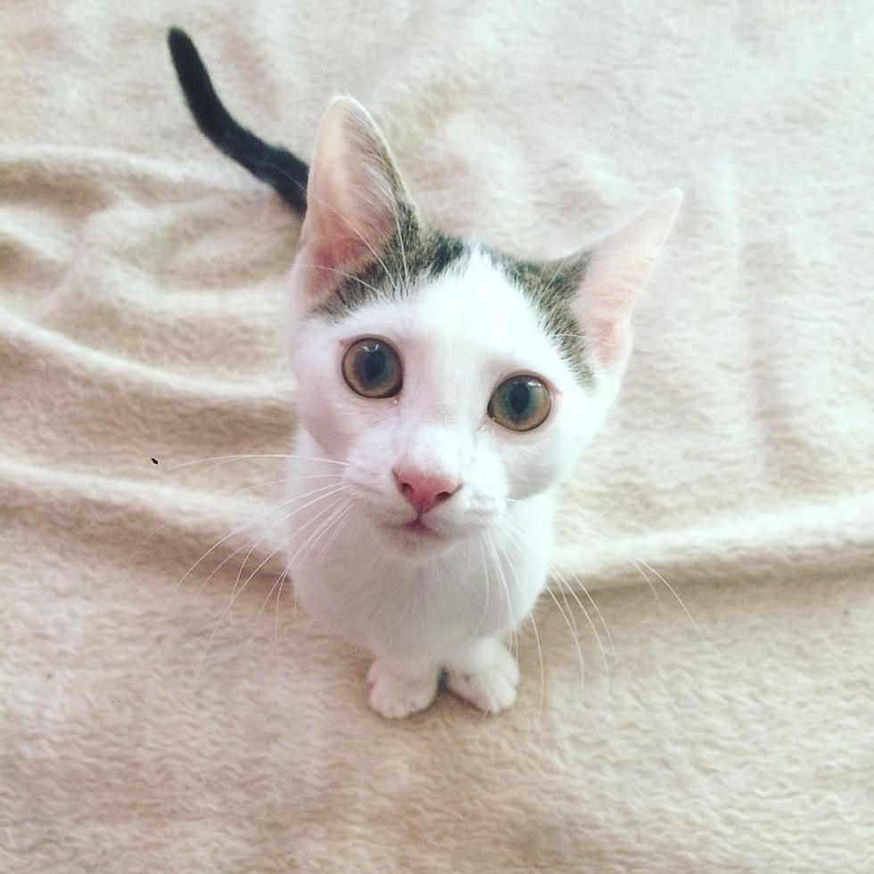 为什么这只猫尾巴很长腿却很短呢,天生三条腿小猫