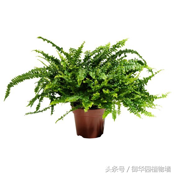 植物墙怎么选择,植物墙选什么树好
