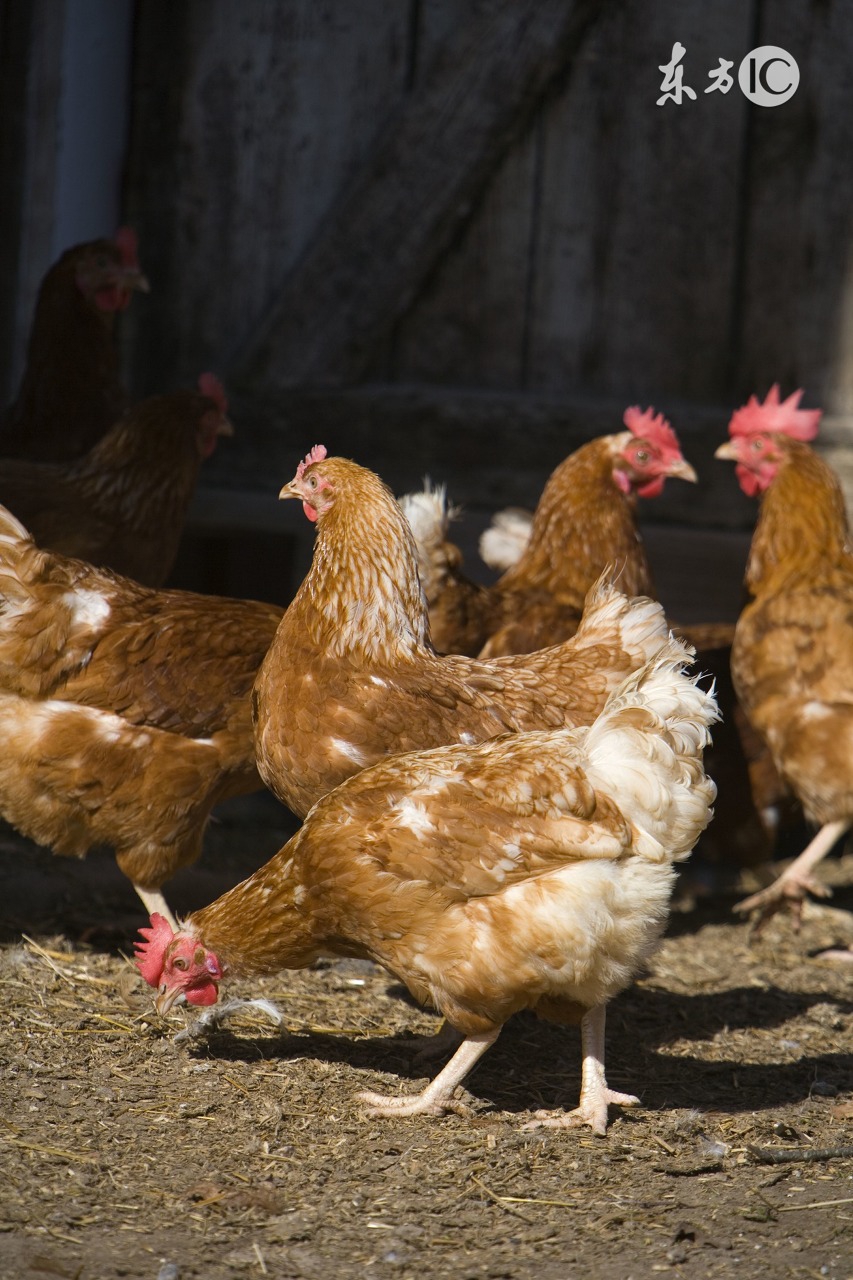 温度低于多少，肉料比会高？这个养鸡人知道吗？