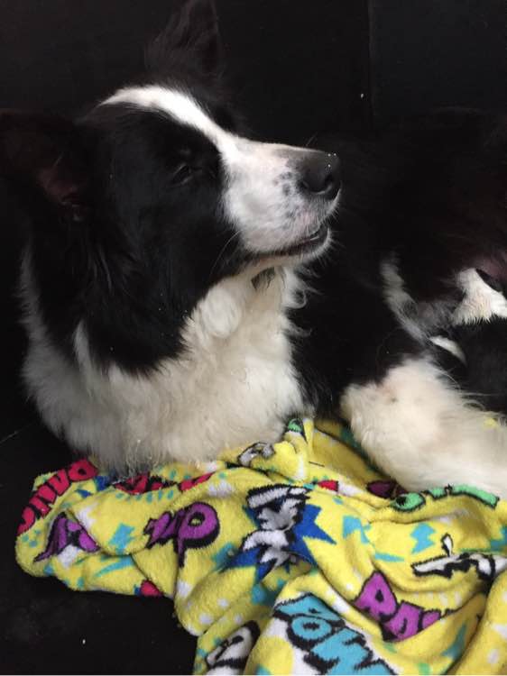 边牧狗狗怀孕多少天显肚子,边牧怀孕多久才可以照b超