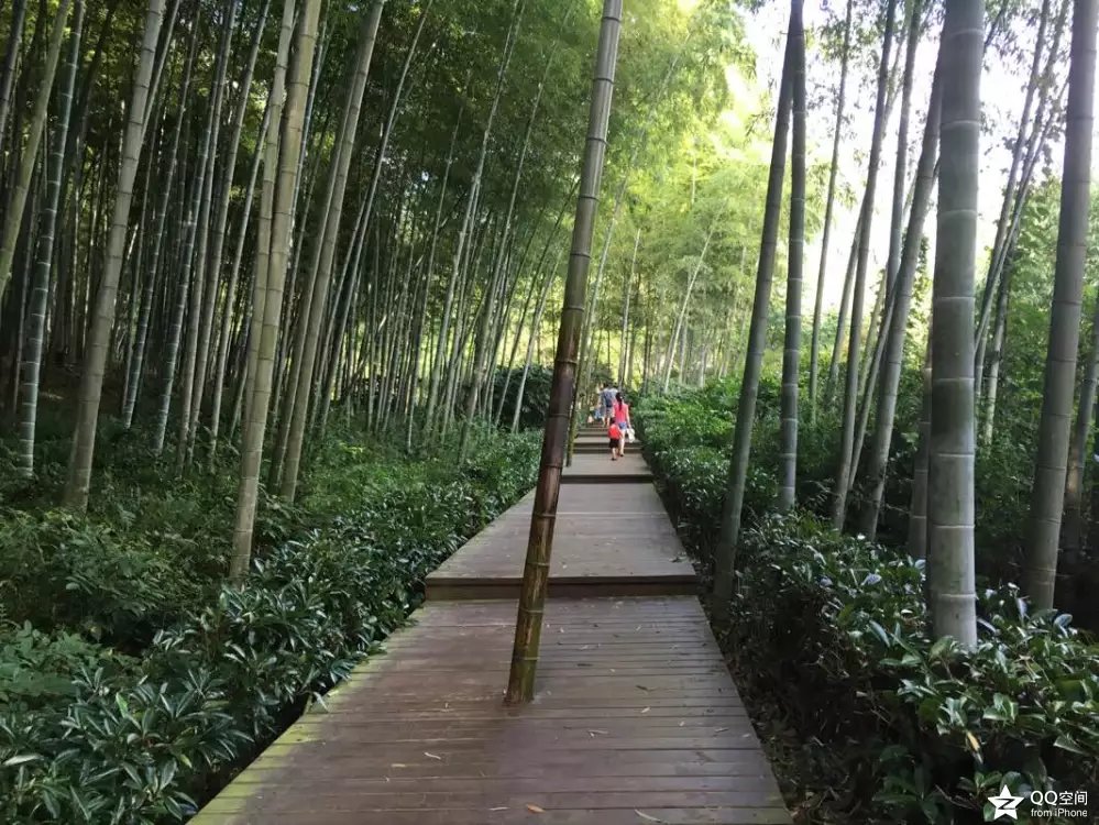 宜兴江南竹海,大美宜兴竹海