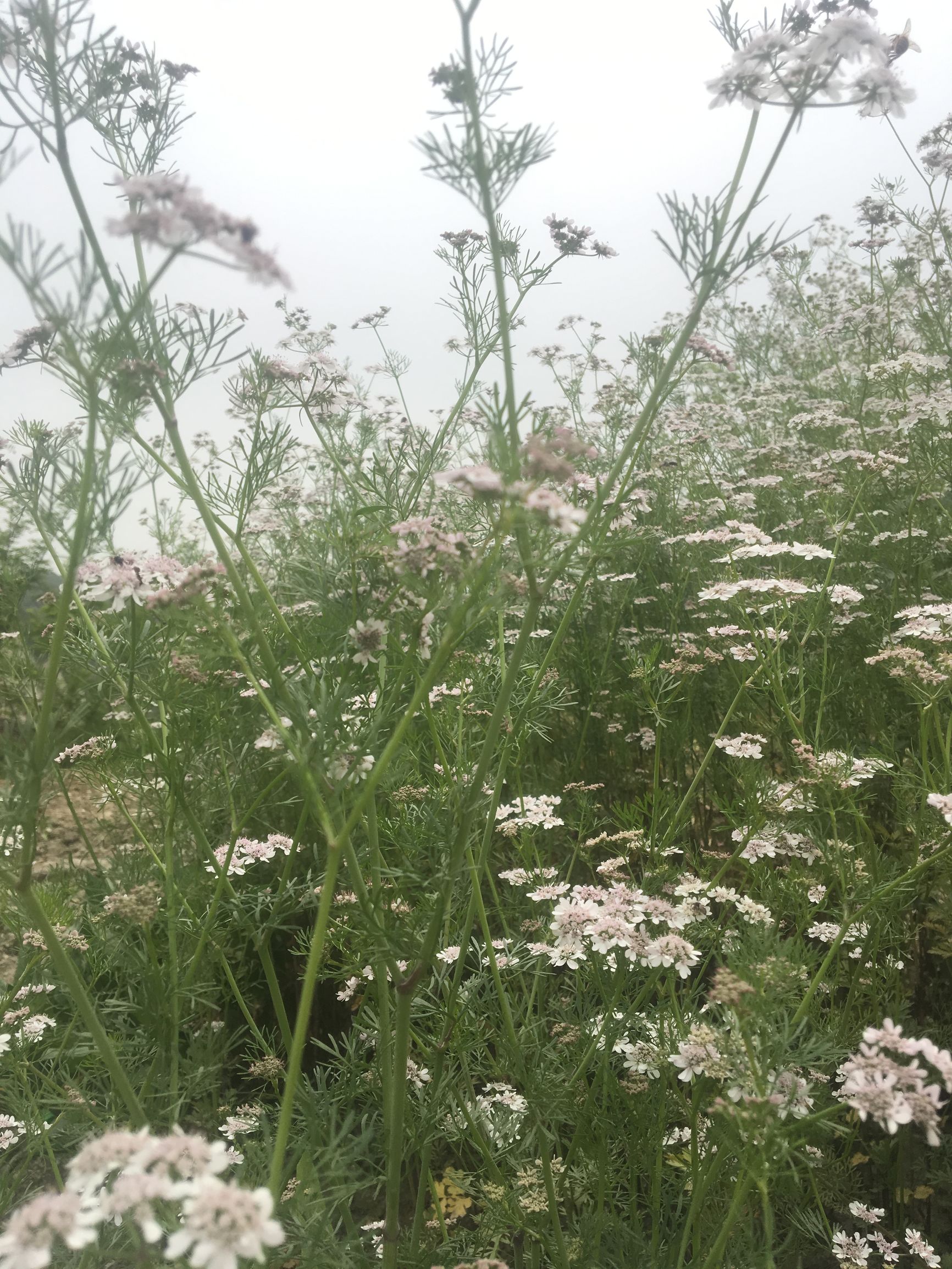 你可能没有见过的精彩片段,你可能没见过的花