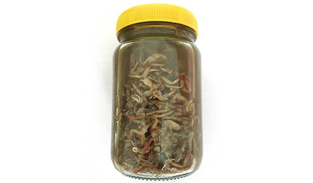 2900万年前的螃蟹,3500万年前的石头螃蟹