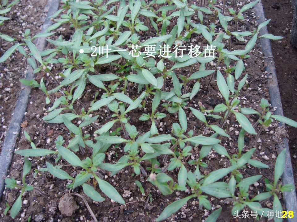 看看高手如何做管理的,看看山东大棚甜瓜种植技术