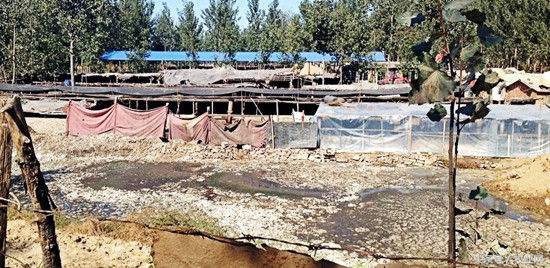 养殖场夏天怎么驱苍蝇,夏季如何解决养牛场蚊虫问题