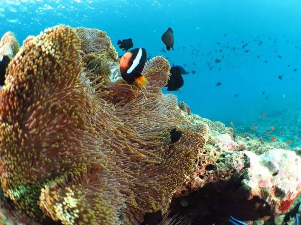 南海最富有的岛,南海区最富的地区