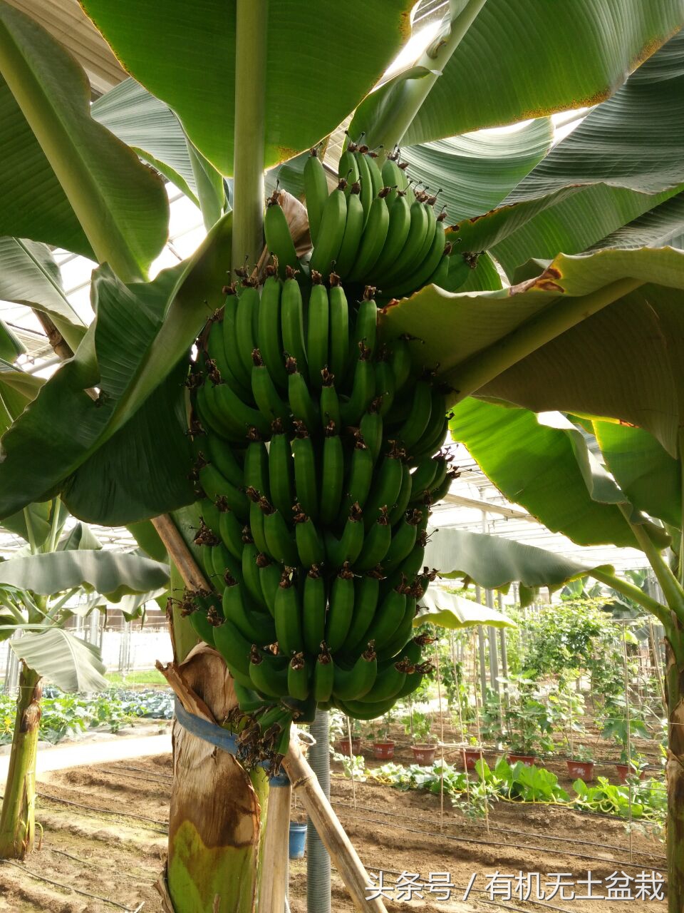 爱吃香蕉的植物大全,如何用香蕉培育香蕉苗