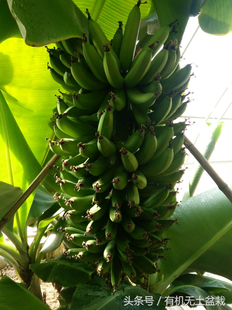 爱吃香蕉的植物大全,如何用香蕉培育香蕉苗