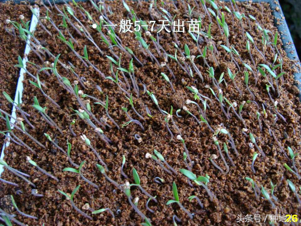 看看高手如何做管理的,看看山东大棚甜瓜种植技术