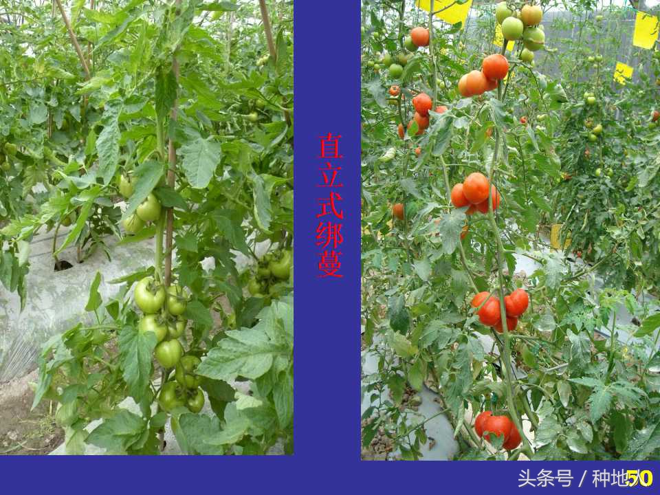 看看高手如何做管理的,看看山东大棚甜瓜种植技术