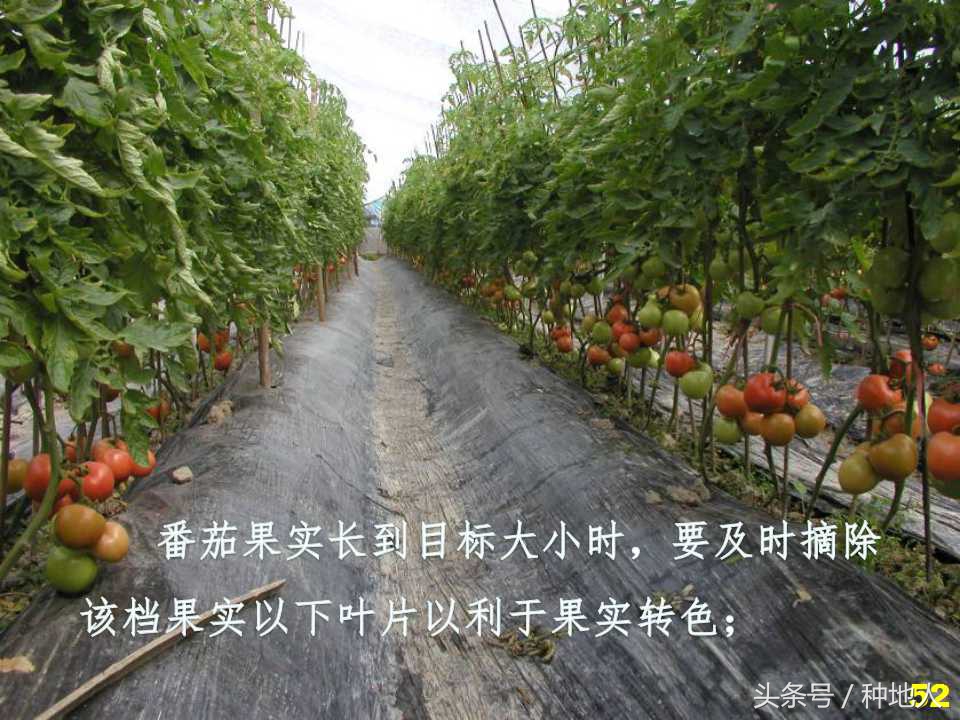 看看高手如何做管理的,看看山东大棚甜瓜种植技术