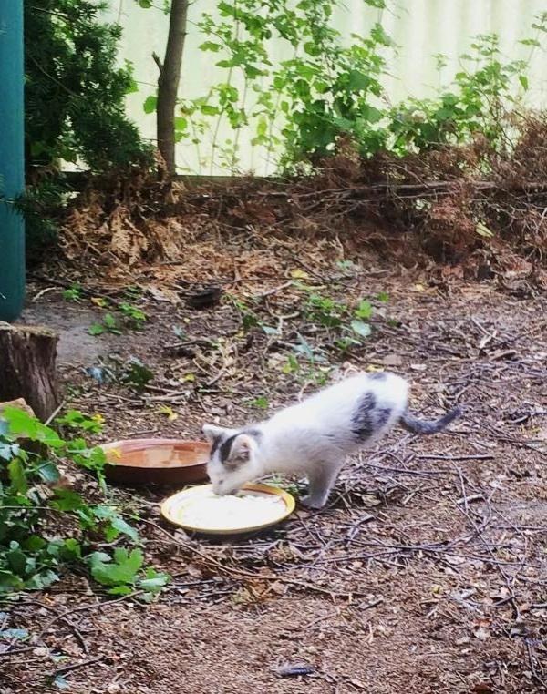 为什么这只猫尾巴很长腿却很短呢,天生三条腿小猫