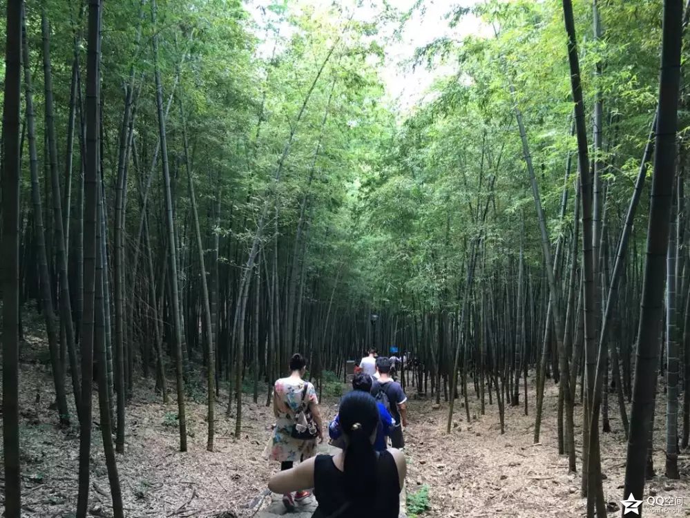 宜兴江南竹海,大美宜兴竹海