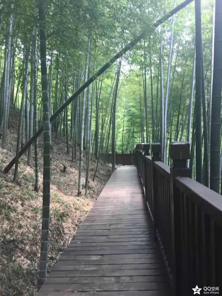 宜兴江南竹海,大美宜兴竹海