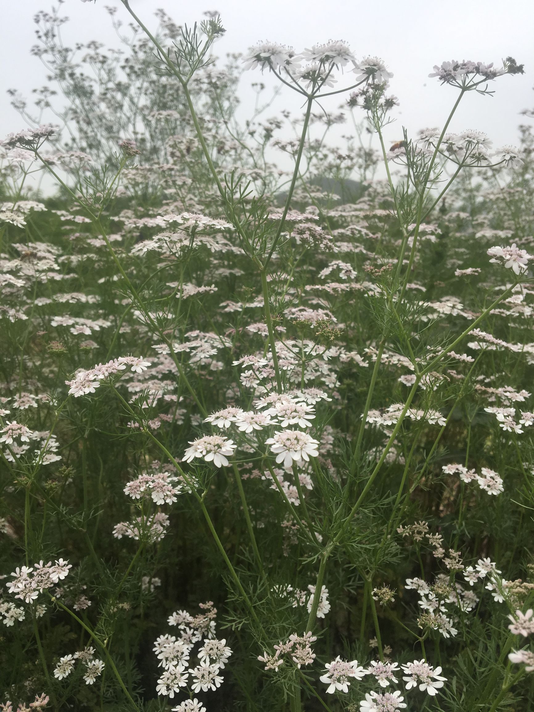 你可能没有见过的精彩片段,你可能没见过的花