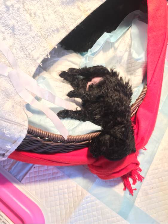 怀孕贵宾狗狗快生了的征兆,贵宾犬受孕后几个月生