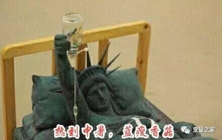 荷兰猪适宜的温度,荷兰猪夏天降温视频教学