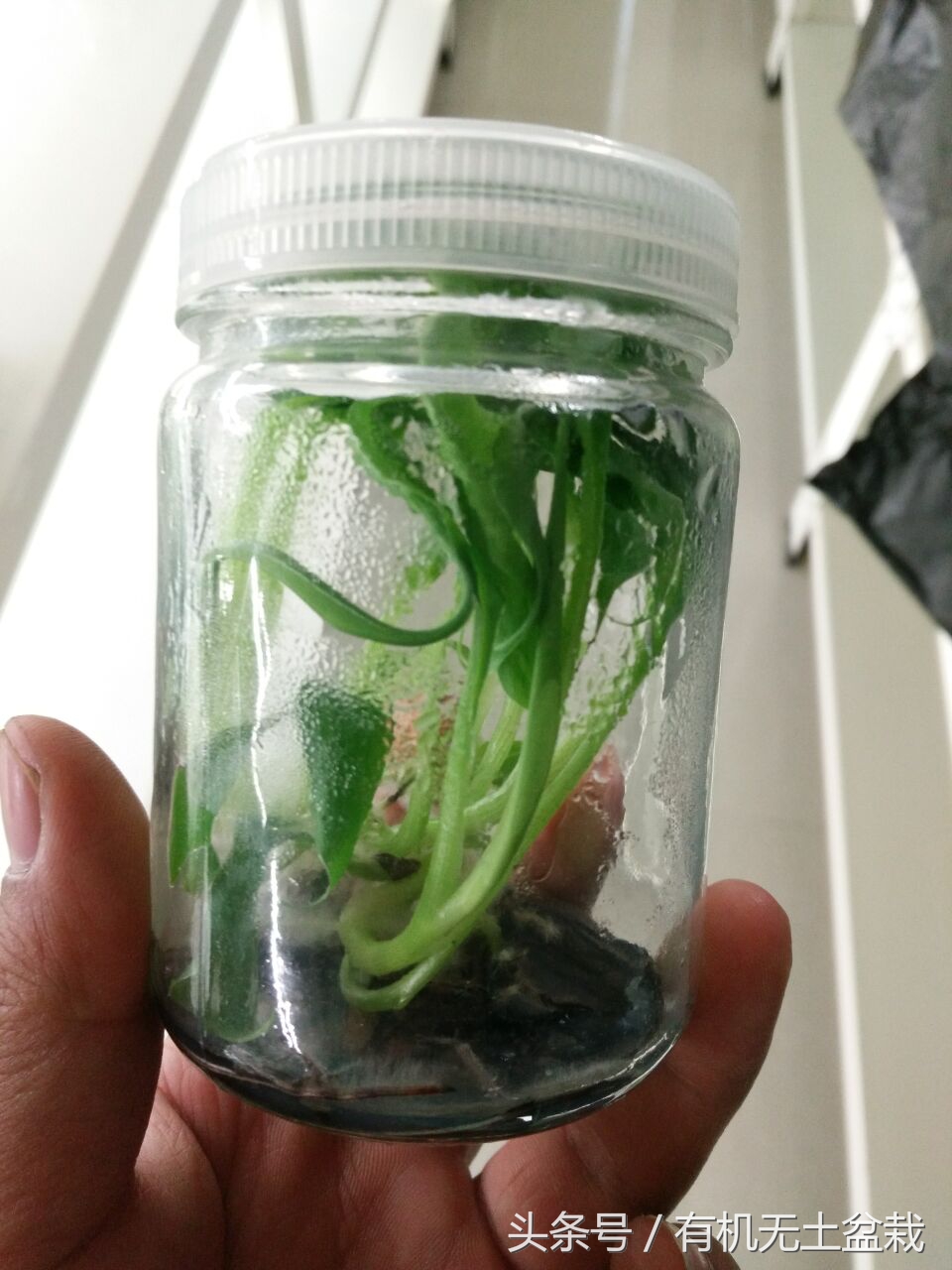 爱吃香蕉的植物大全,如何用香蕉培育香蕉苗