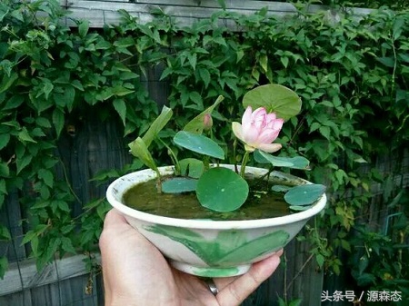 碗莲荷花可以一直用水种植吗,碗莲是要用土来种还是用水来泡的