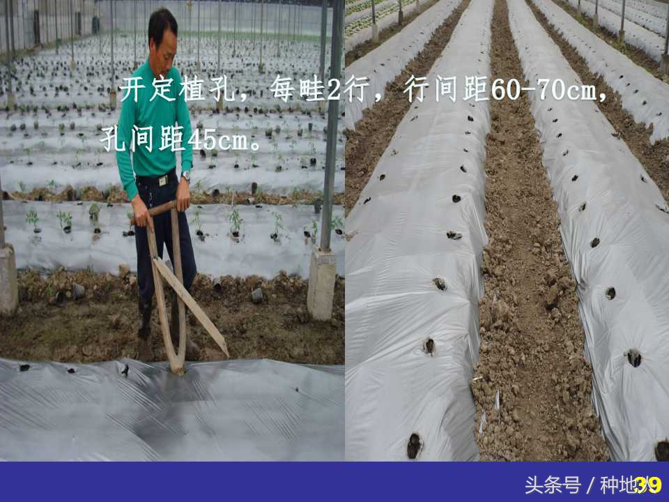 看看高手如何做管理的,看看山东大棚甜瓜种植技术