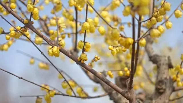 国家花木博览园旅游攻略,花木博览园一日游