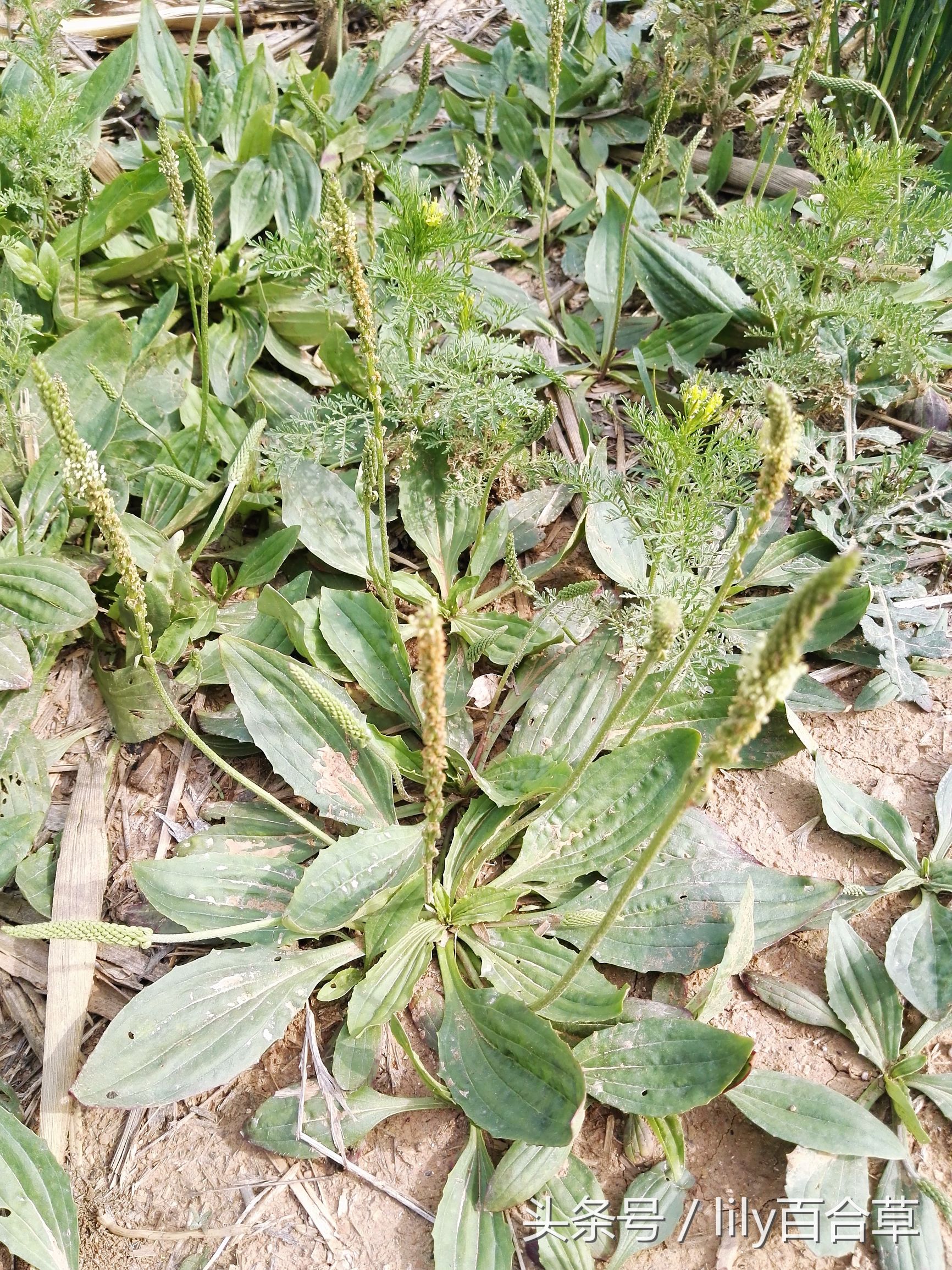 车前草木瓜干薏米治疗痛风,玉米须和车前草能治痛风吗