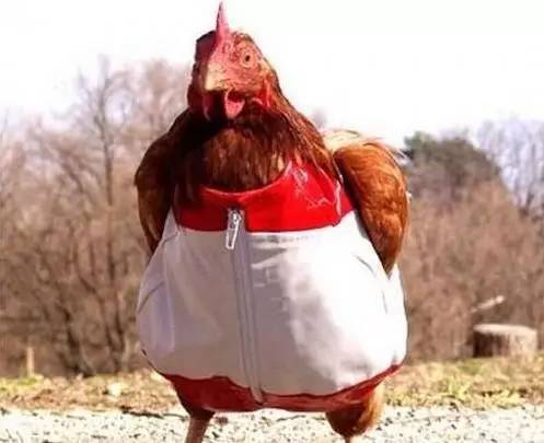 吃的真相云无心,吃的真相2txt