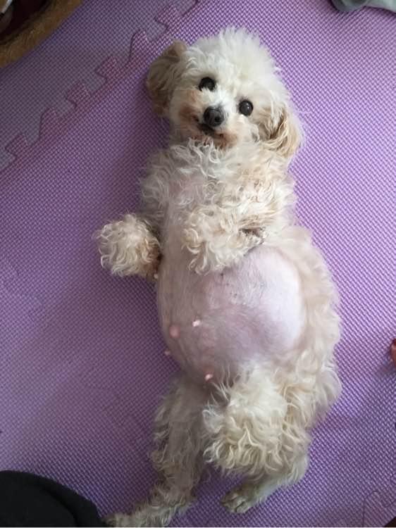 怀孕贵宾狗狗快生了的征兆,贵宾犬受孕后几个月生