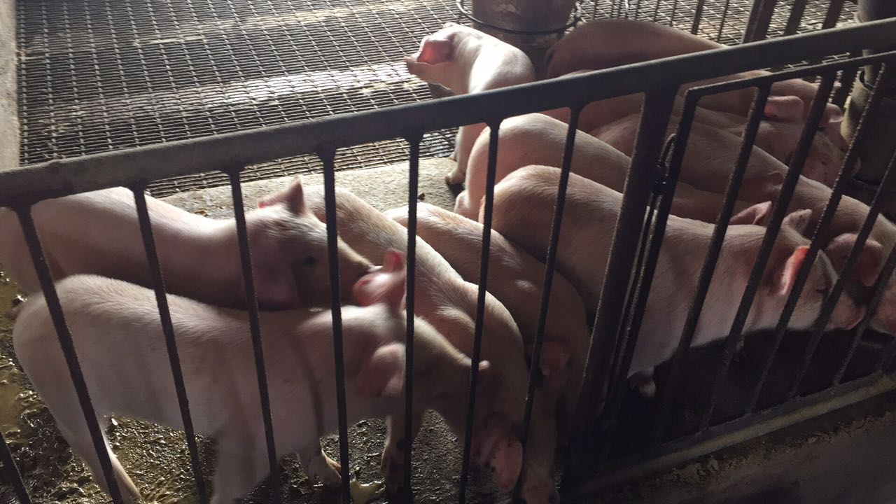 保育舍养猪技术,重庆养猪保育床